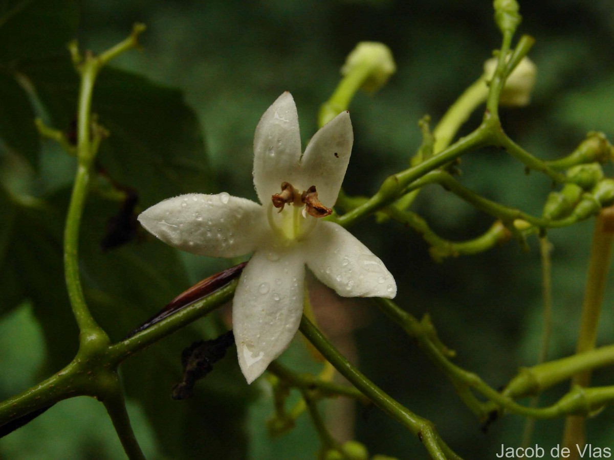 Millingtonia hortensis L.f.